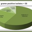 the-percentages-of-gram-positive-isolates-isolated-in-this-study